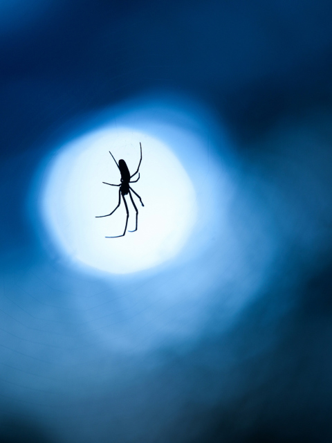 Fondo de pantalla Spider In Moonlight 480x640