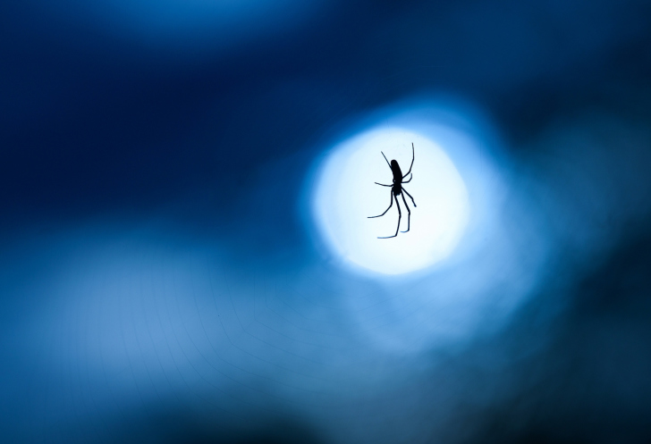 Fondo de pantalla Spider In Moonlight