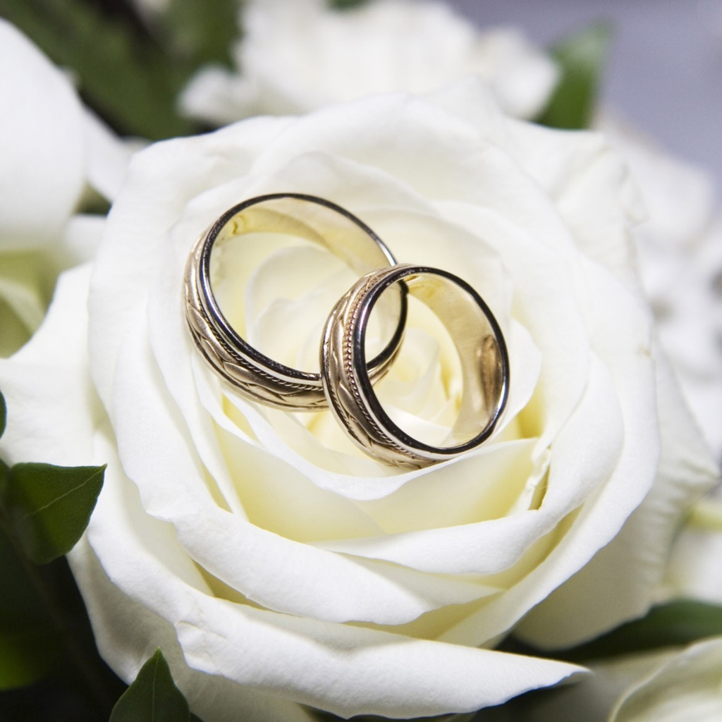 Sfondi Wedding Rings And White Rose 1024x1024