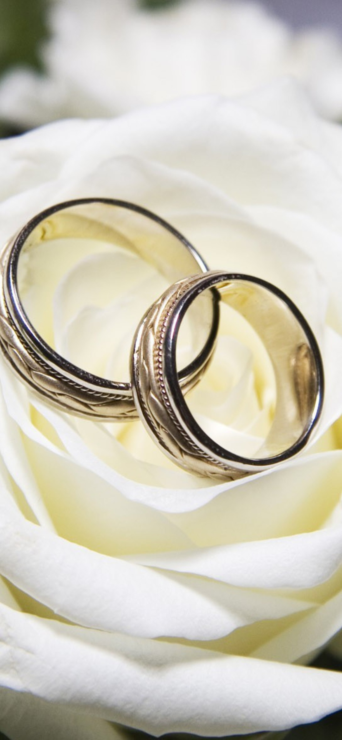 Wedding Rings And White Rose wallpaper 1170x2532