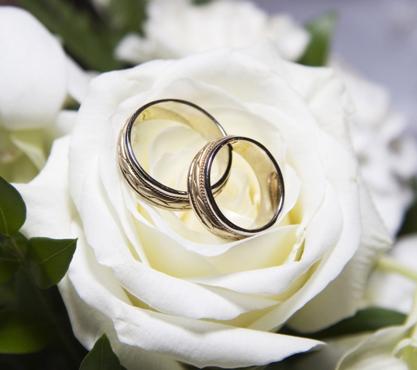 Sfondi Wedding Rings And White Rose 1440x1280