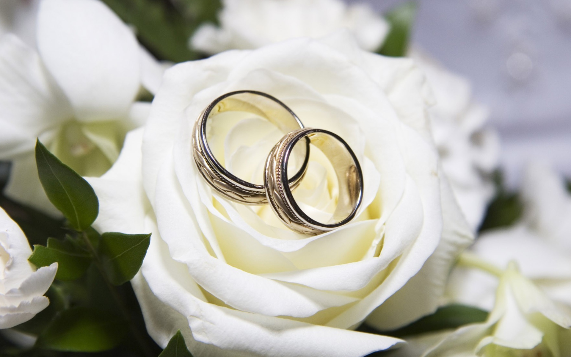 Sfondi Wedding Rings And White Rose 1920x1200