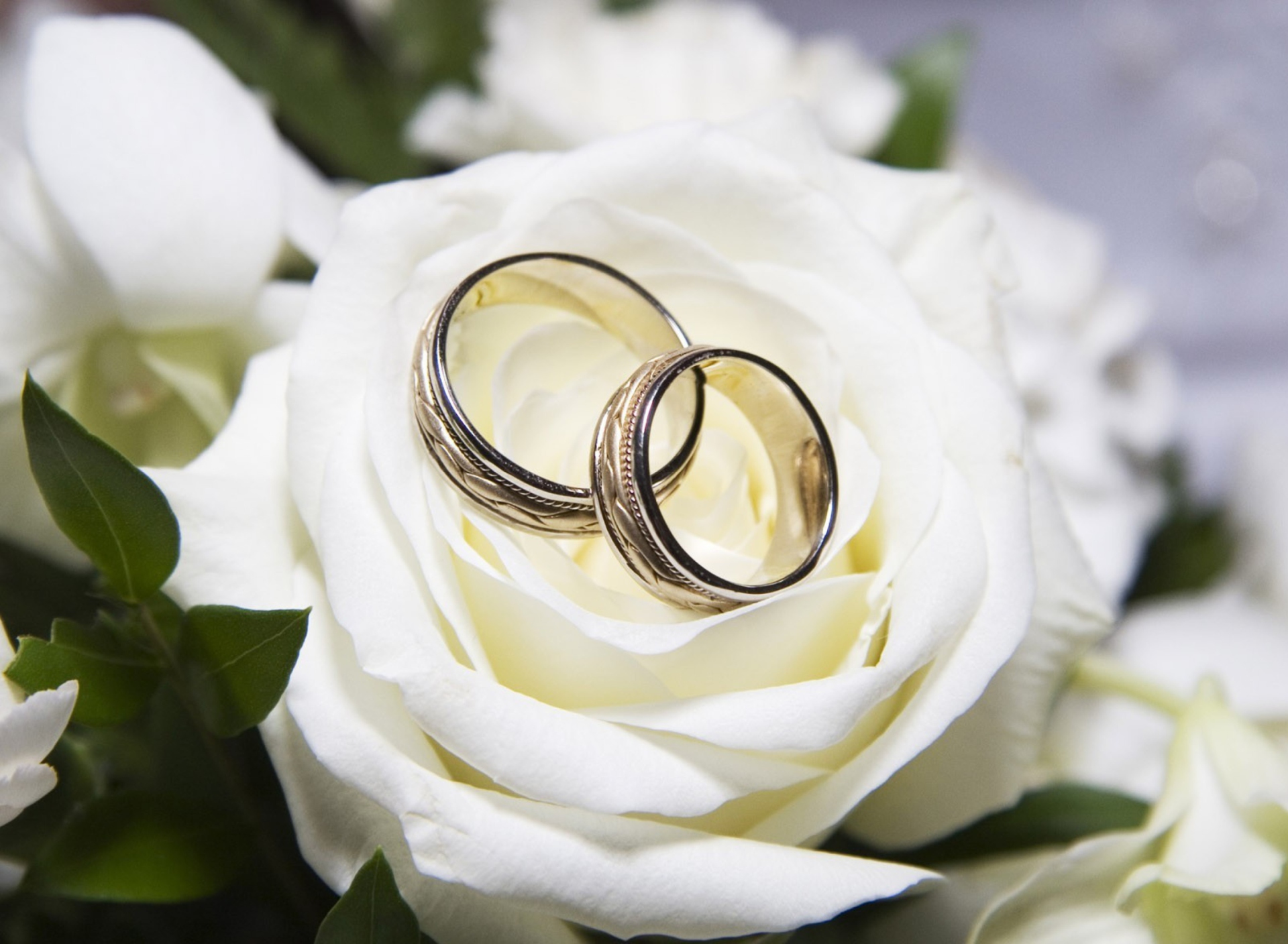 Обои Wedding Rings And White Rose 1920x1408
