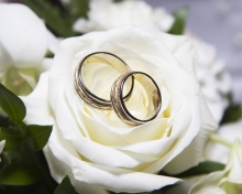 Fondo de pantalla Wedding Rings And White Rose 220x176