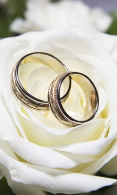 Fondo de pantalla Wedding Rings And White Rose 240x400