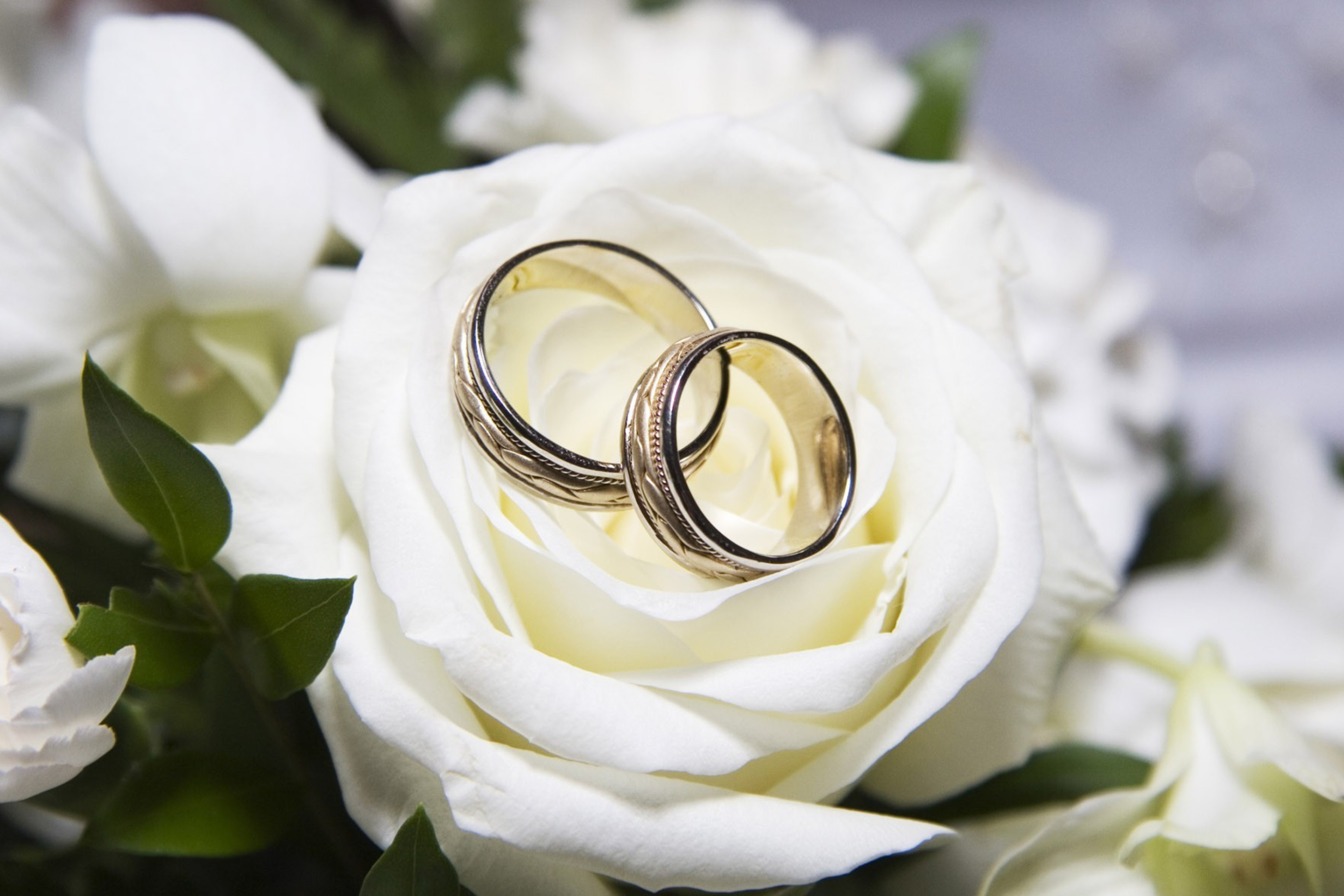 Sfondi Wedding Rings And White Rose 2880x1920