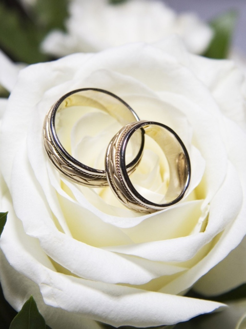 Sfondi Wedding Rings And White Rose 480x640