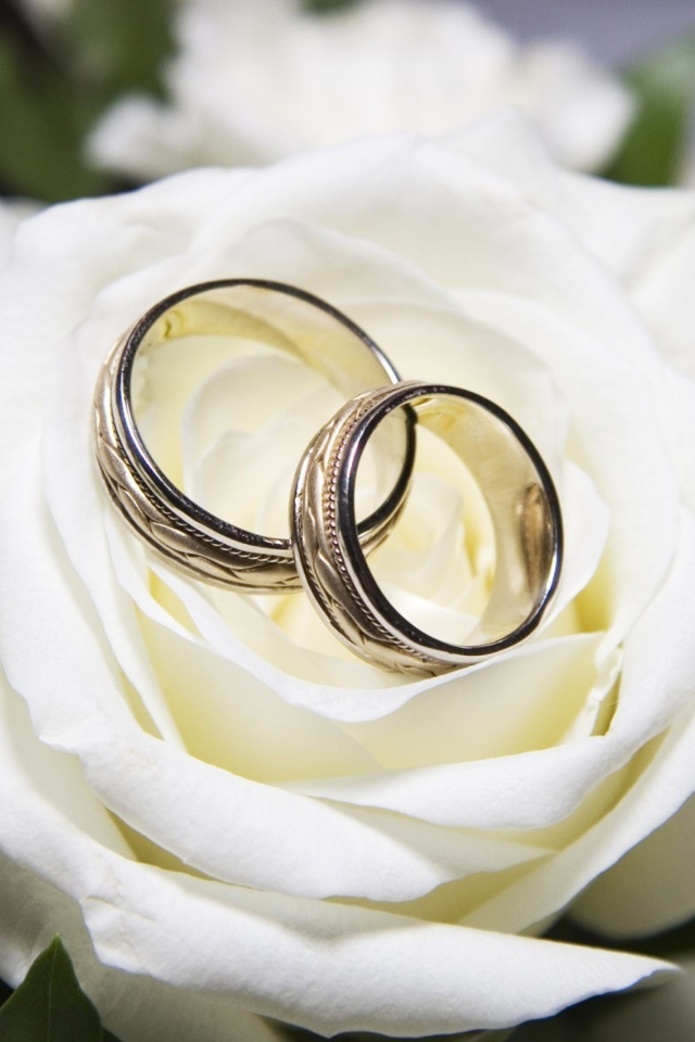 Wedding Rings And White Rose wallpaper 640x960