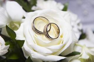 Kostenloses Wedding Rings And White Rose Wallpaper für Android, iPhone und iPad