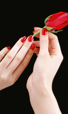 Обои Flowers Hands Roses 240x400