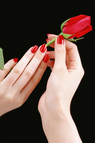 Обои Flowers Hands Roses 320x480