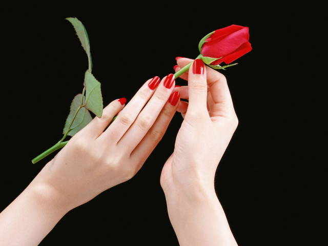 Обои Flowers Hands Roses 640x480