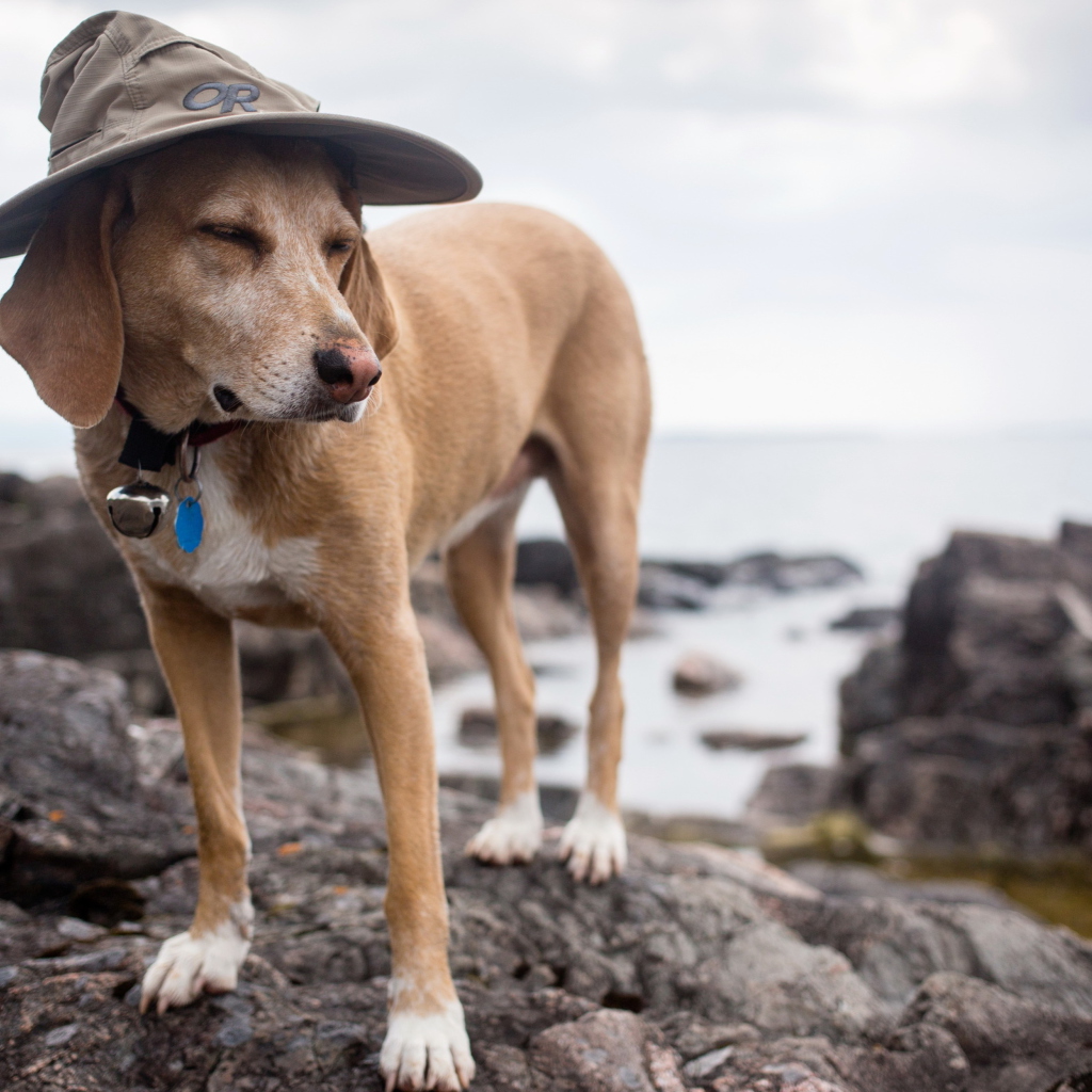 Sfondi Dog In Funny Wizard Style Hat 1024x1024