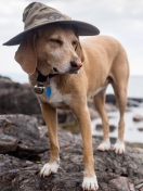 Fondo de pantalla Dog In Funny Wizard Style Hat 132x176