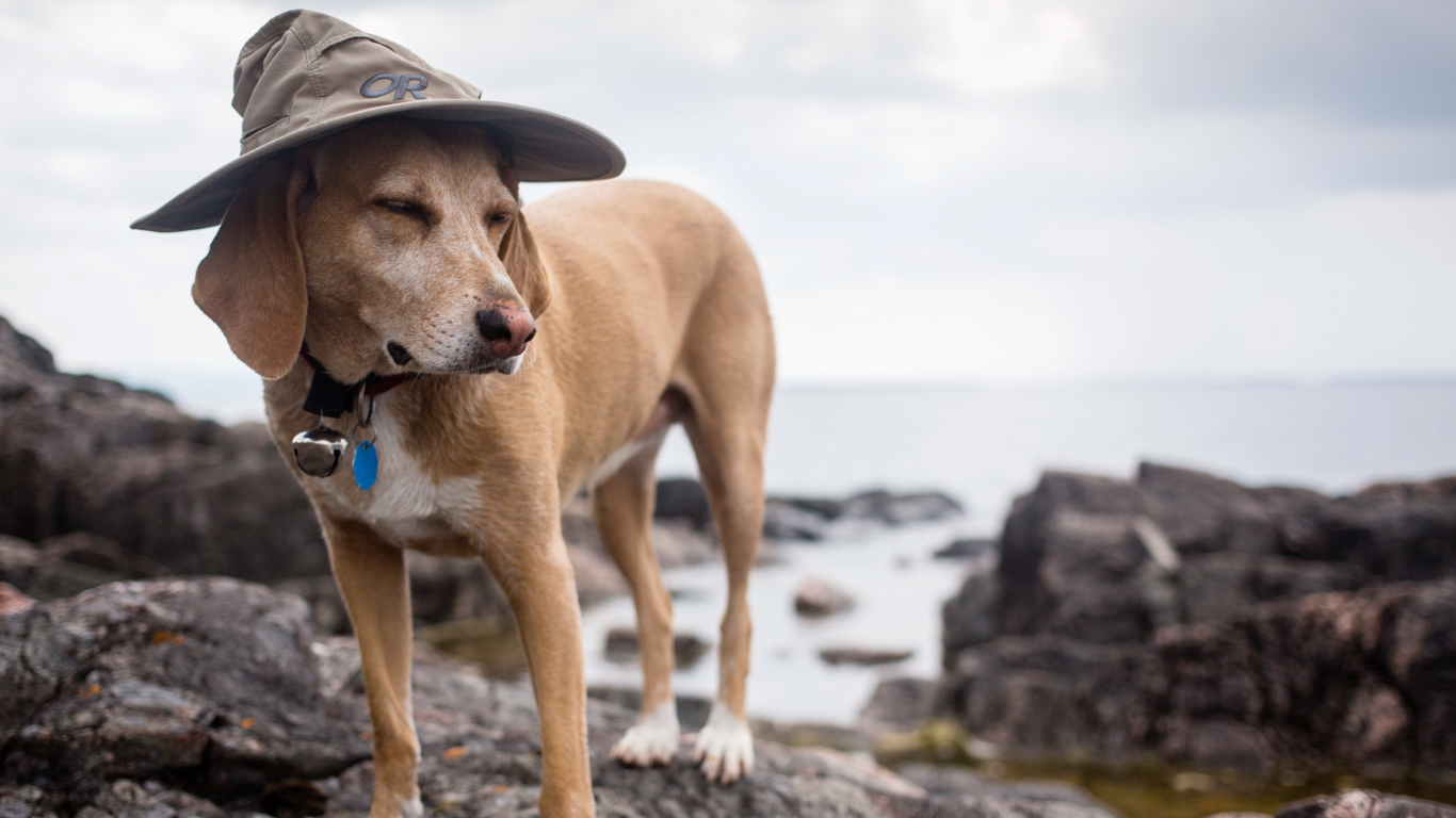 Das Dog In Funny Wizard Style Hat Wallpaper 1366x768