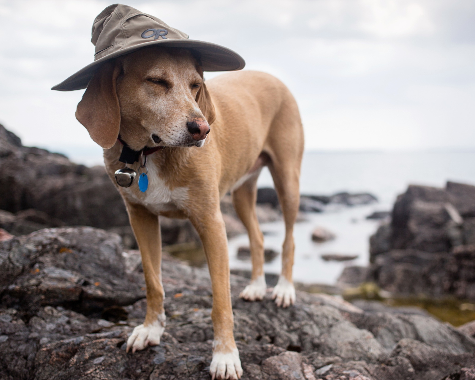 Dog In Funny Wizard Style Hat wallpaper 1600x1280