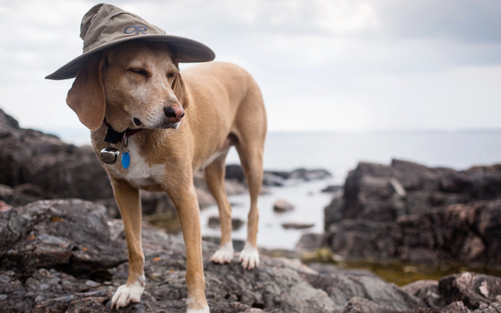 Dog In Funny Wizard Style Hat wallpaper 1680x1050