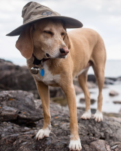 Sfondi Dog In Funny Wizard Style Hat 176x220