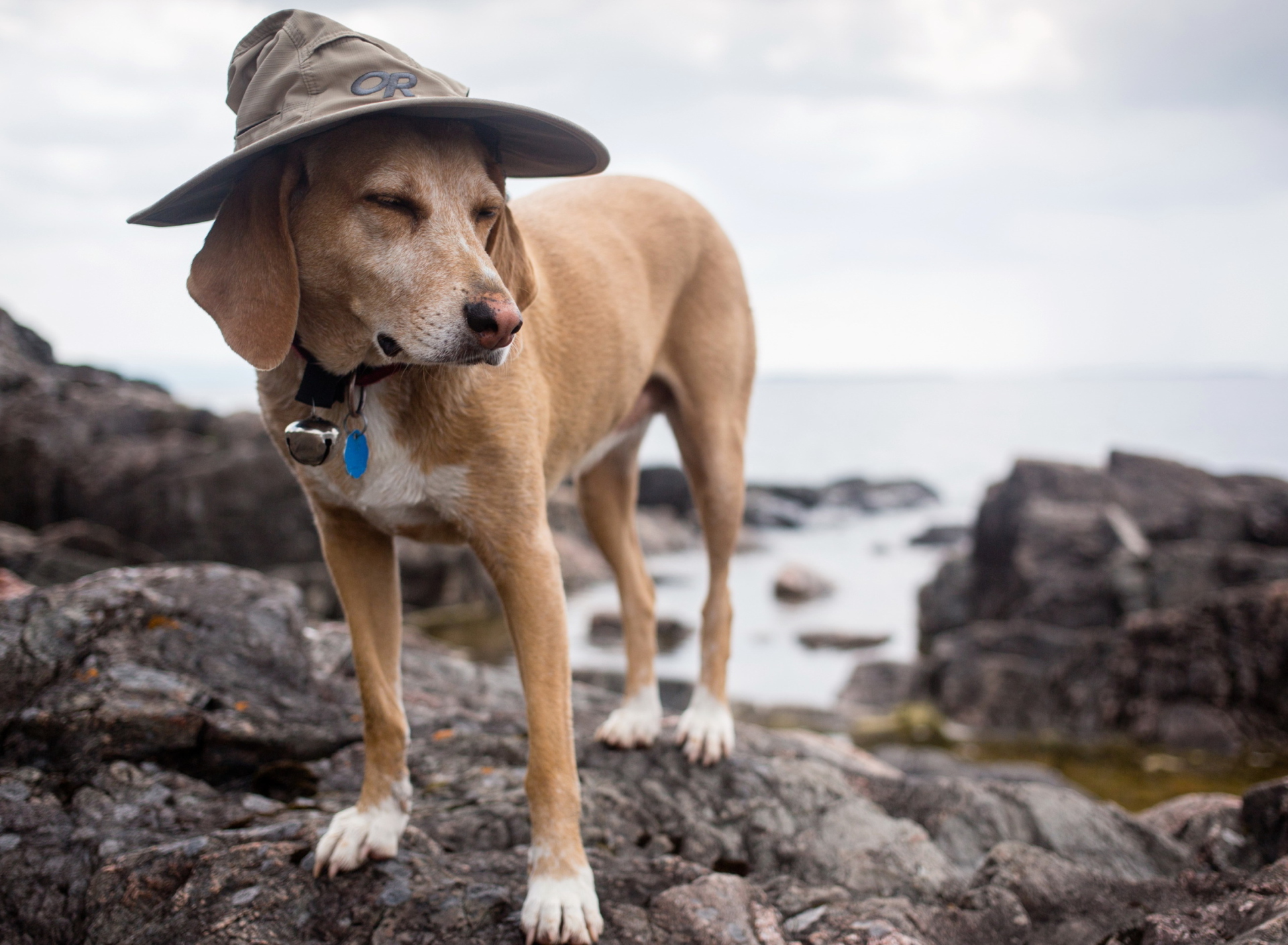 Dog In Funny Wizard Style Hat wallpaper 1920x1408