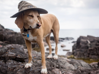 Fondo de pantalla Dog In Funny Wizard Style Hat 320x240