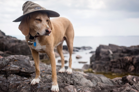 Sfondi Dog In Funny Wizard Style Hat 480x320