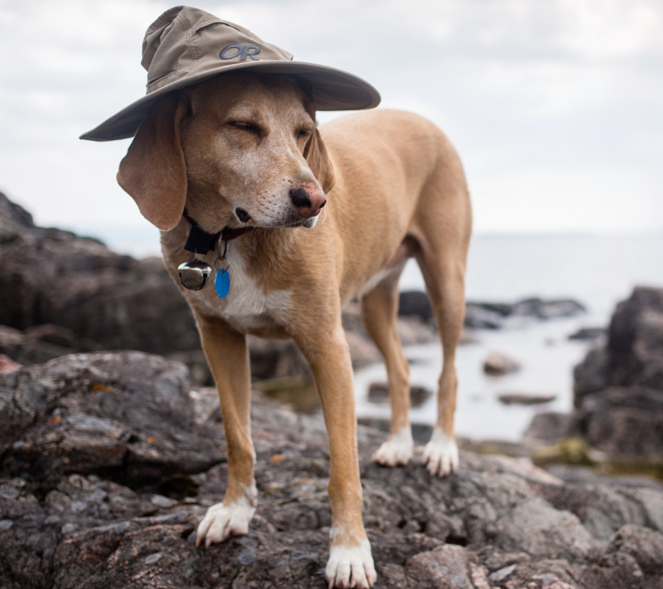 Dog In Funny Wizard Style Hat wallpaper 960x854