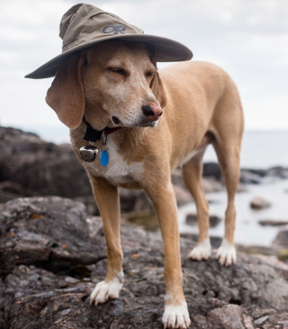 Dog In Funny Wizard Style Hat - Obrázkek zdarma pro Nokia X7