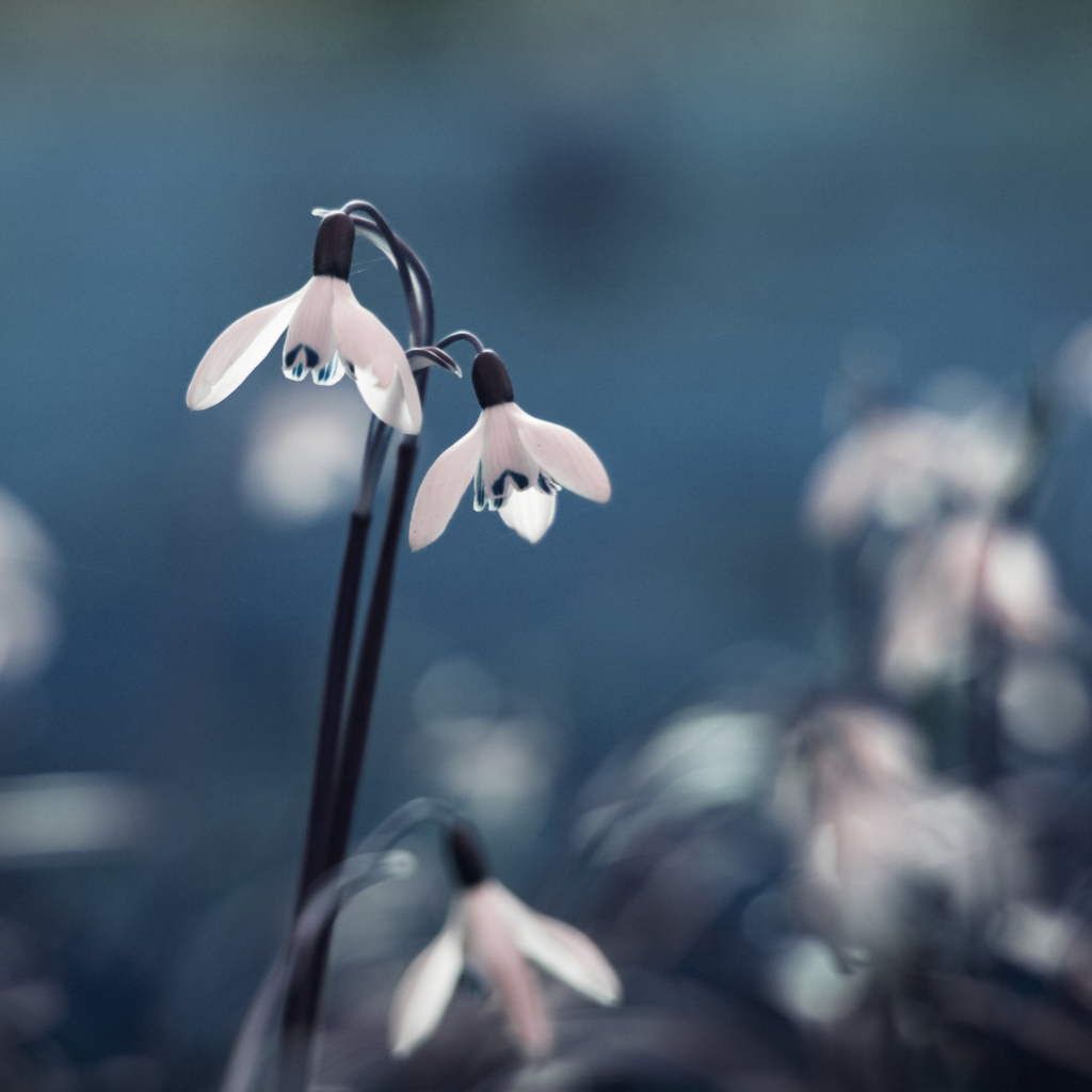 Обои First Spring Flowers Snowdrops 1024x1024