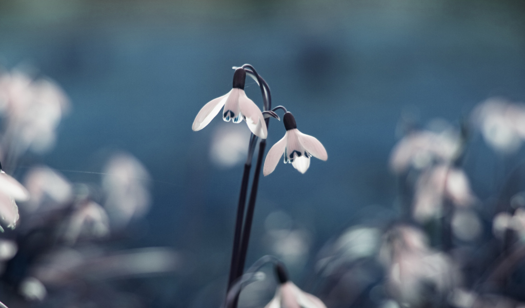 First Spring Flowers Snowdrops wallpaper 1024x600