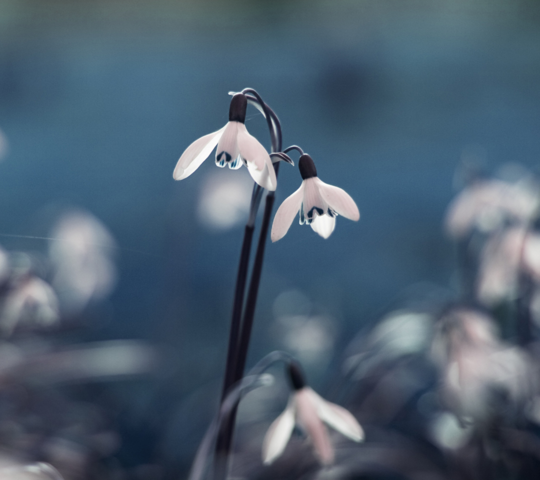 Fondo de pantalla First Spring Flowers Snowdrops 1080x960