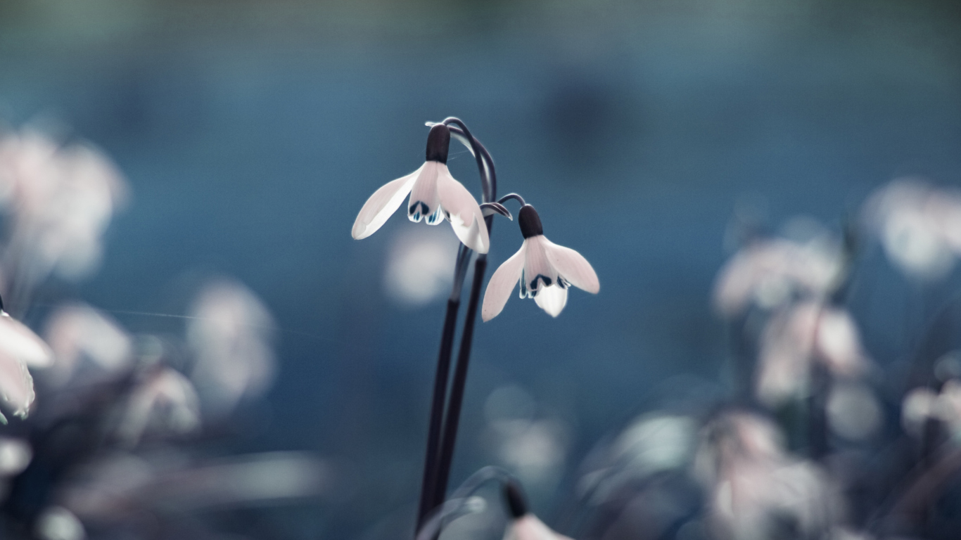 First Spring Flowers Snowdrops wallpaper 1366x768