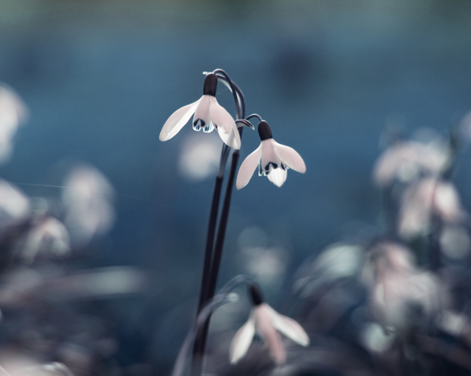 First Spring Flowers Snowdrops wallpaper 1600x1280