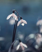 Screenshot №1 pro téma First Spring Flowers Snowdrops 176x220