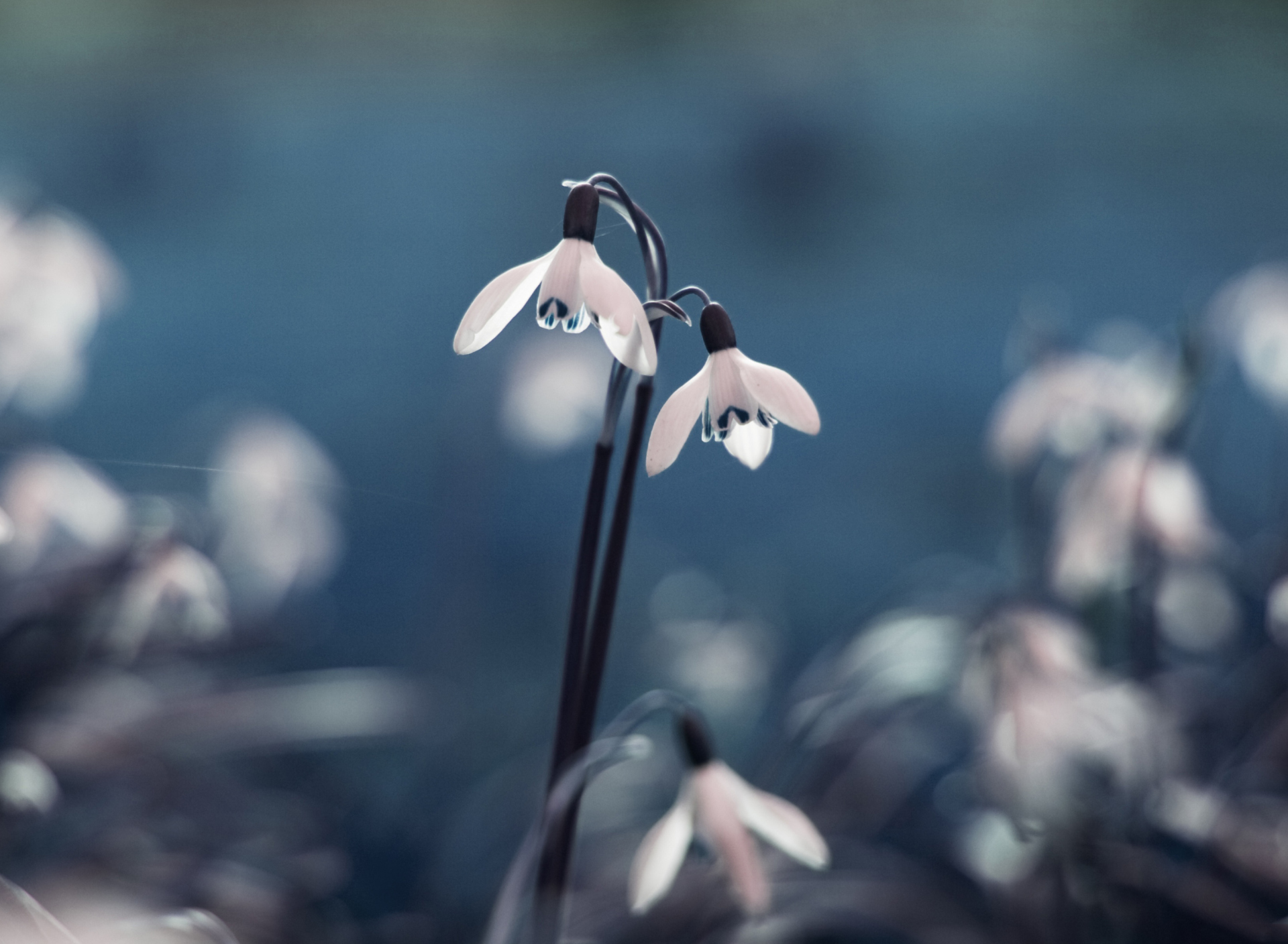 Fondo de pantalla First Spring Flowers Snowdrops 1920x1408