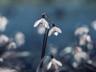 Screenshot №1 pro téma First Spring Flowers Snowdrops 320x240