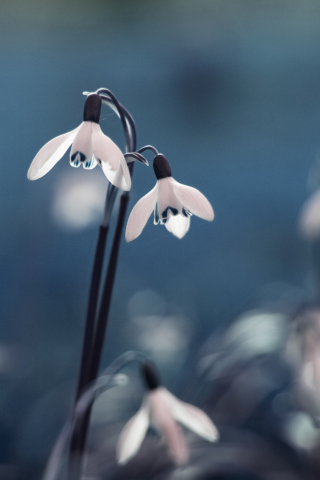 First Spring Flowers Snowdrops wallpaper 320x480