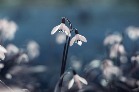 Screenshot №1 pro téma First Spring Flowers Snowdrops 480x320