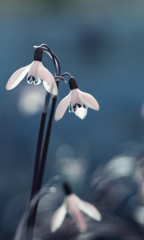 Fondo de pantalla First Spring Flowers Snowdrops 480x800