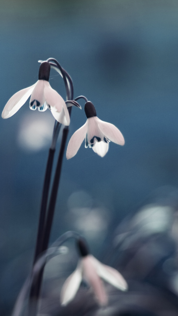 Screenshot №1 pro téma First Spring Flowers Snowdrops 750x1334