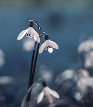 First Spring Flowers Snowdrops - Obrázkek zdarma pro Nokia C6