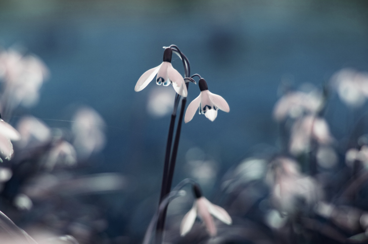 First Spring Flowers Snowdrops wallpaper