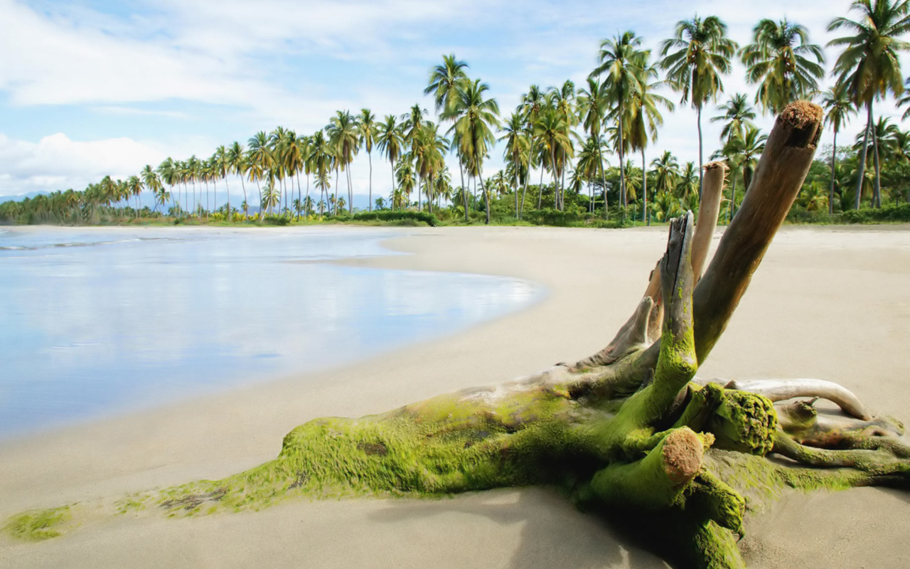 Sfondi Palms On Island 1280x800