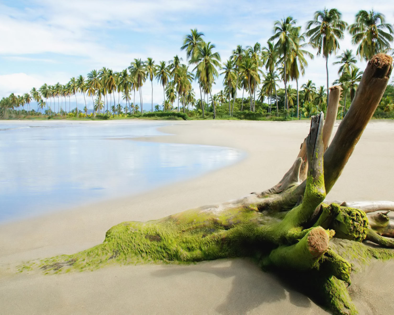 Palms On Island wallpaper 1600x1280