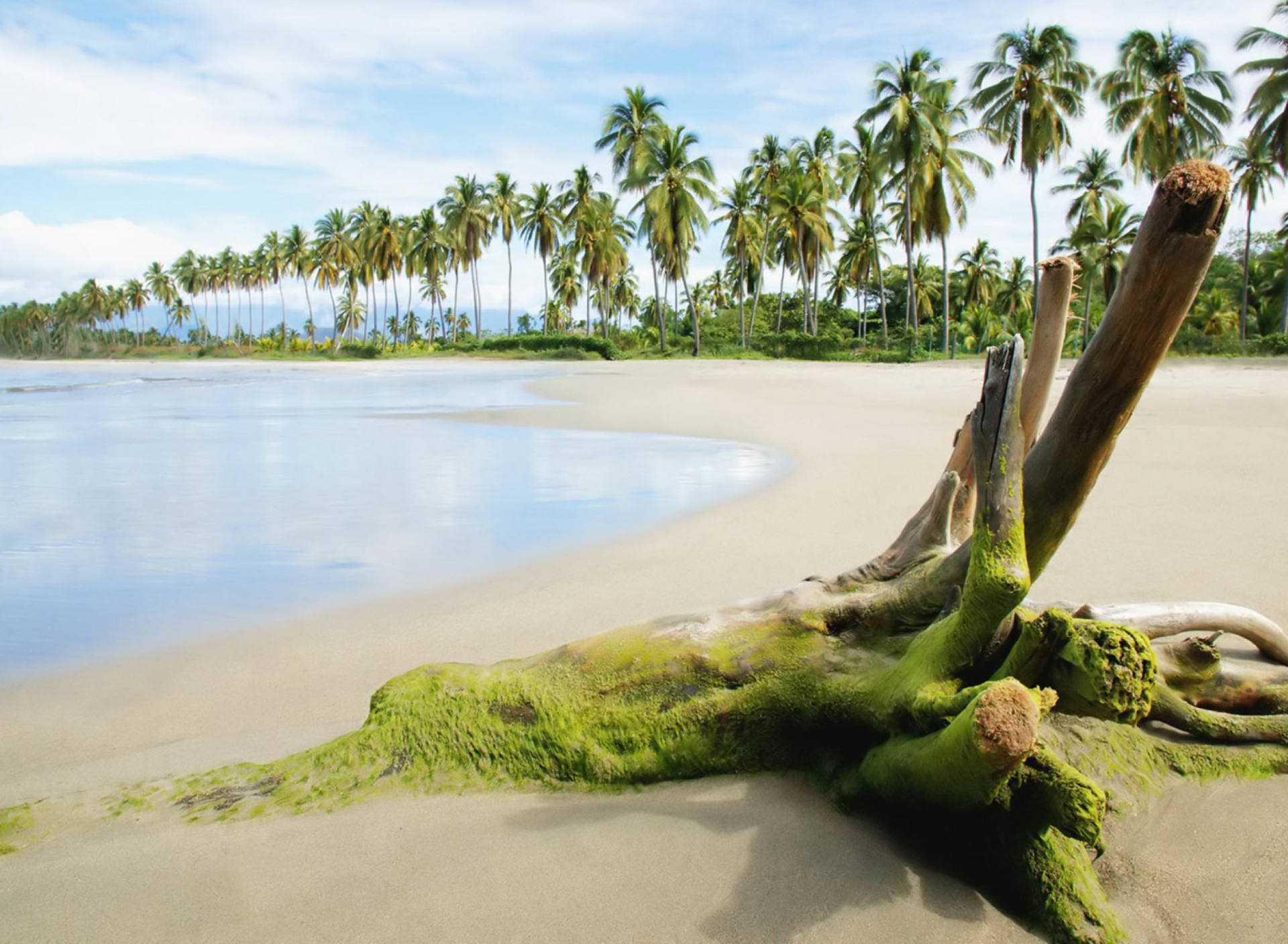 Море экзотика. Остров Пальма. Тропические деревья. Природа пляж. Пляж с пальмами.