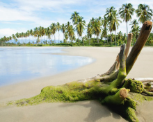 Обои Palms On Island 220x176