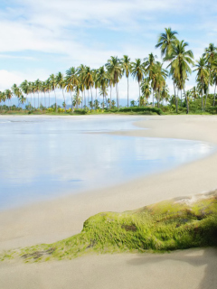 Fondo de pantalla Palms On Island 240x320