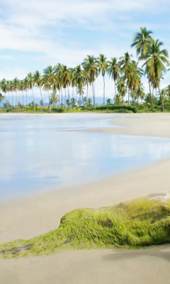 Palms On Island wallpaper 240x400