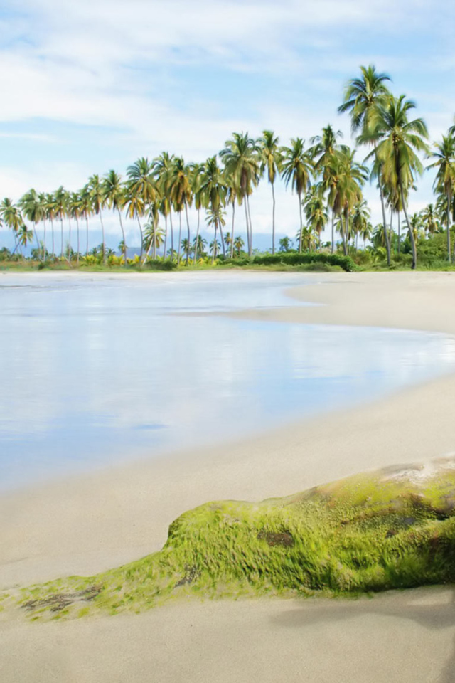 Sfondi Palms On Island 640x960