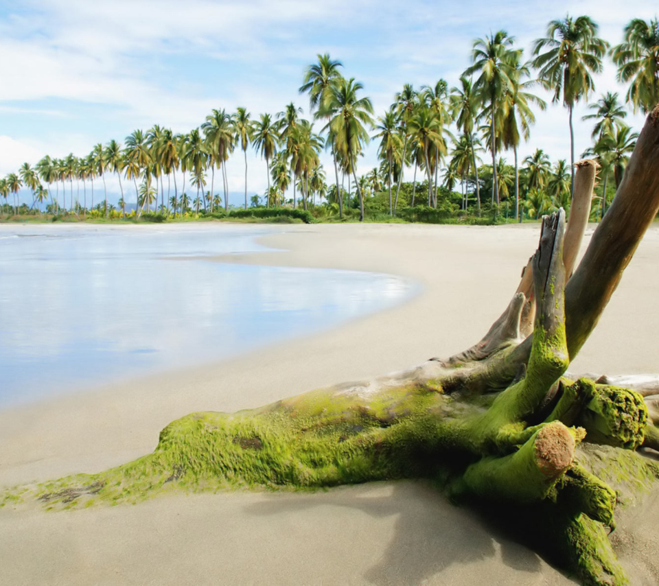 Sfondi Palms On Island 960x854