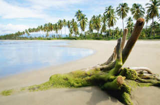 Palms On Island Background for Android, iPhone and iPad